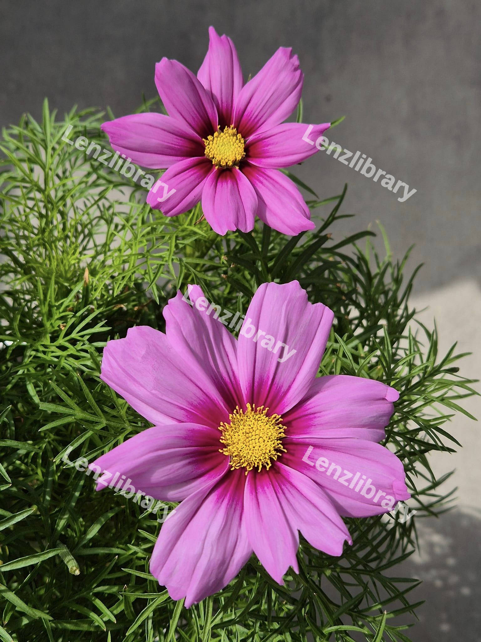Cosmos Casanova Pink